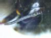 Bombus terrestris